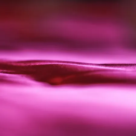 Le Xvi De La Rose Lyon