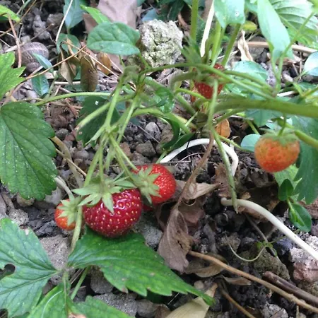Apartamento Le Jardin Croix Roussien *